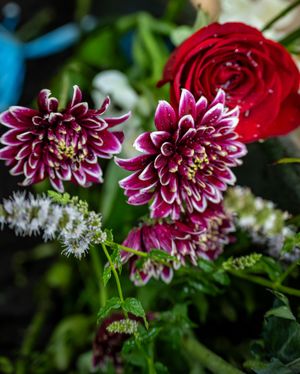 Beautiful burgundy chrysanthemum flowers and red rose bloom against dark green foliage in a garden arrangement.