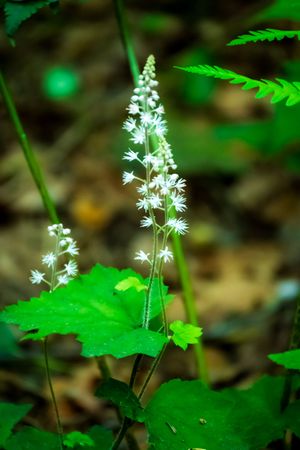 Delicate white foam flowers of Tiarella cordifolia, also known as Foamflower, bloom above green foliage in woodland setting.