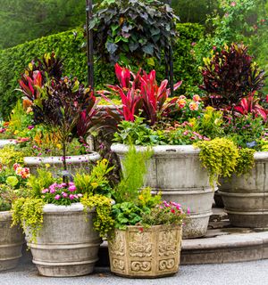 Stone and decorative garden planters filled with vibrant red tropical plants and yellow foliage arranged on patio steps.