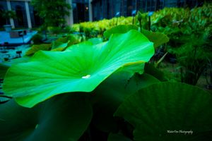 Large vibrant green lotus leaf glows in dramatic lighting against dark garden background.