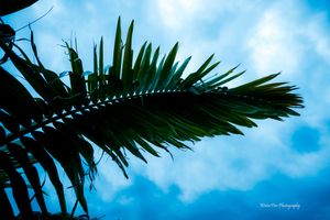 Palm frond silhouette against a vibrant turquoise sky with wispy clouds in a tropical setting.
