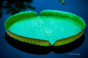 A large Victoria water lily pad floating on dark blue water with vibrant green edges and textured surface.