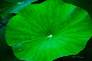 Large bright green lotus leaf with water droplets and radial vein pattern glowing in soft light.