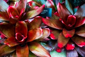 Close-up macro photography of vibrant red and green bromeliad plant leaves showing intricate natural patterns and textures.