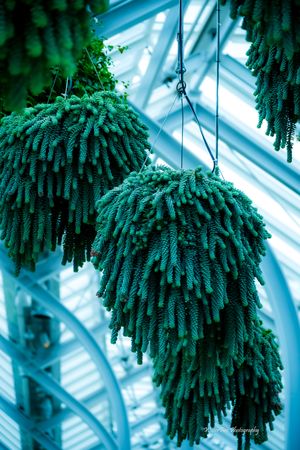 Lush green ferns with cascading fronds hang from hooks against a bright window in a greenhouse setting.