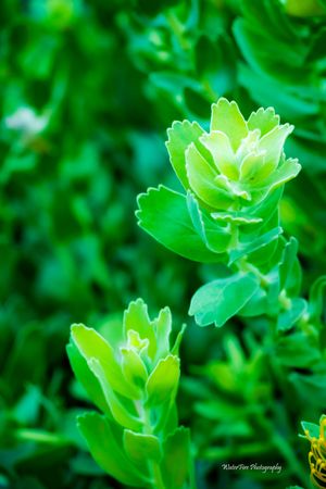 Close-up macro photograph of vibrant green succulent leaves with ruffled edges against a blurred natural background.