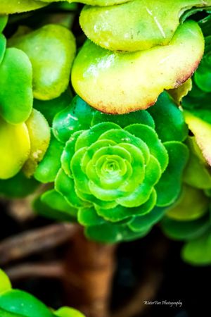 Close-up macro photo of a vibrant green succulent plant with rosette-shaped leaves in natural sunlight.