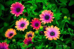 Vibrant pink and yellow African daisies bloom against lush green foliage in a garden setting.