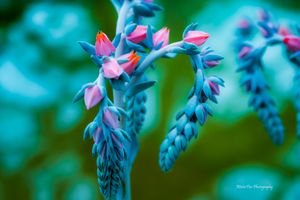 Pink and blue flowers bloom in dreamy soft focus against a turquoise background creating an ethereal nature scene.