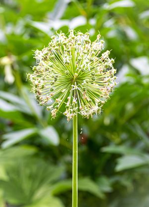 A white allium flower head blooms in spherical formation against blurred green foliage background.