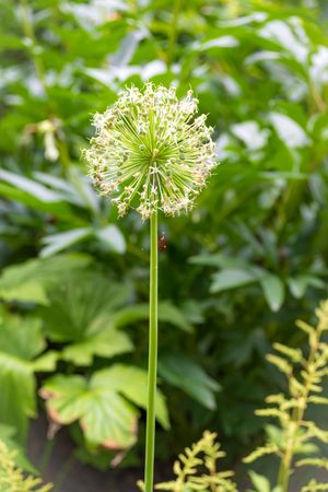 White allium flower blooms on tall green stem against blurred garden background.