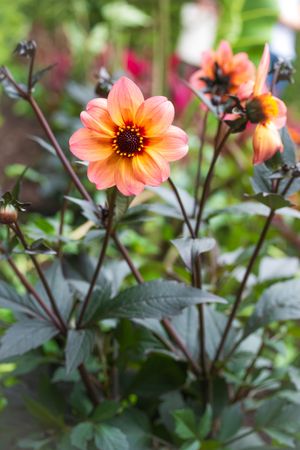 A peach-colored dahlia flower with dark center blooms against blurred green foliage in a garden.