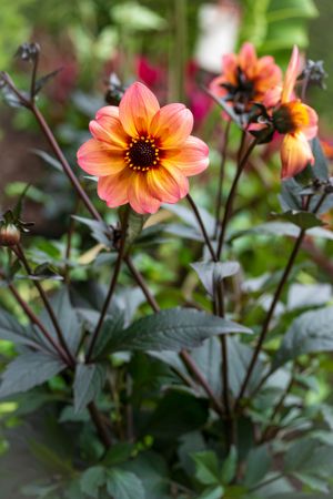 Beautiful orange and yellow dahlia flower blooms against dark green foliage in a garden setting.
