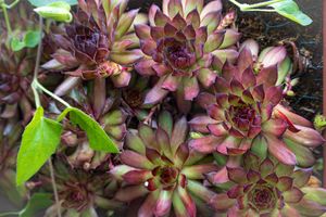 Close-up photo of burgundy and green sempervivum succulent rosettes growing in a garden.