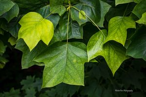 Green ivy leaves create a natural pattern against a dark background, showing rich foliage texture and varied shades.