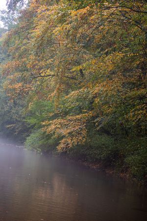 Fall foliage hangs over a misty river during autumn creating a tranquil woodland scene.