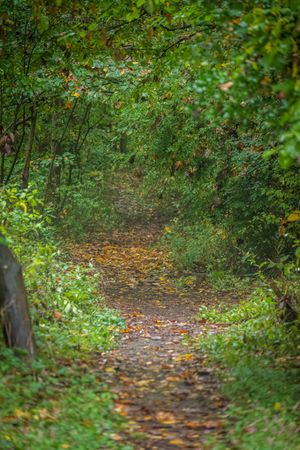 A winding forest trail covered in fallen autumn leaves with lush green foliage along the sides creating a natural path.