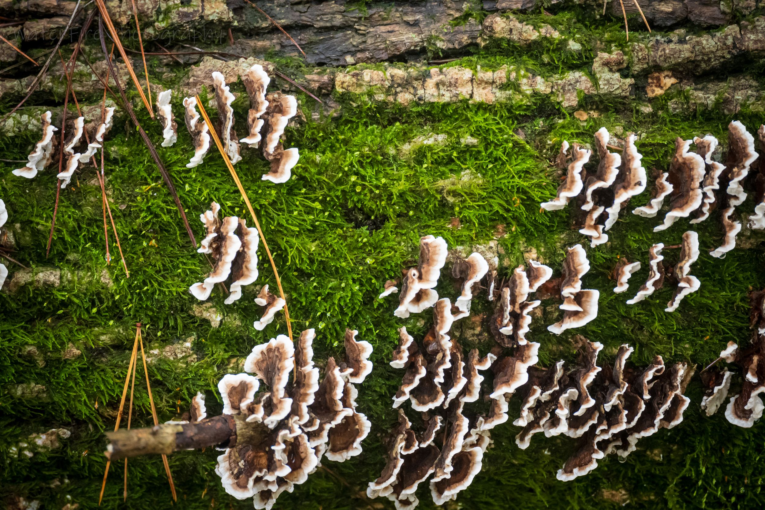A group of ducks follow each other in formation along a grassy path in a garden setting.