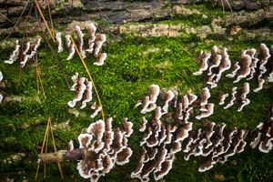 A group of ducks follow each other in formation along a grassy path in a garden setting.