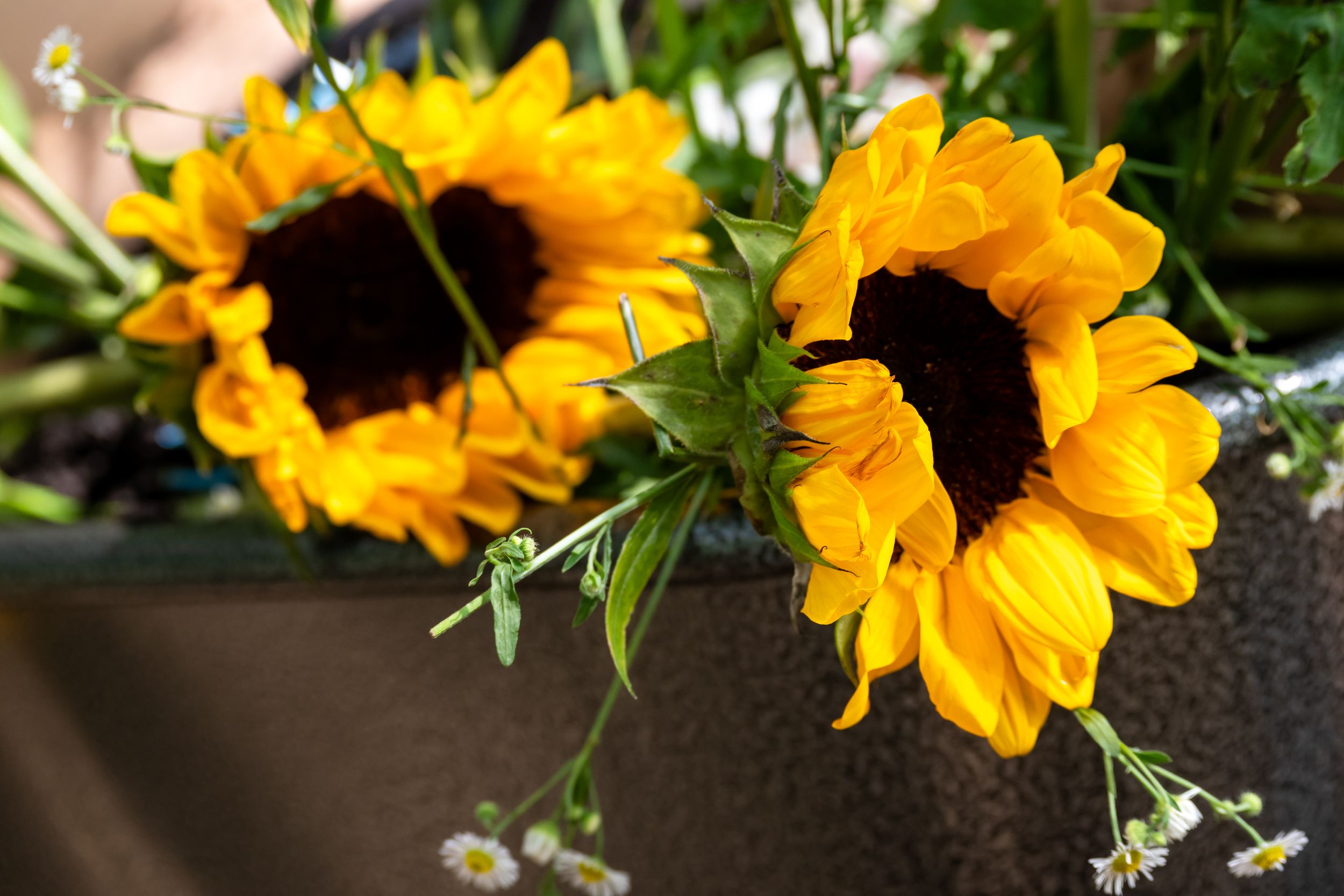 Two vibrant yellow sunflowers with dark centers in a dark planter with green foliage in the background.