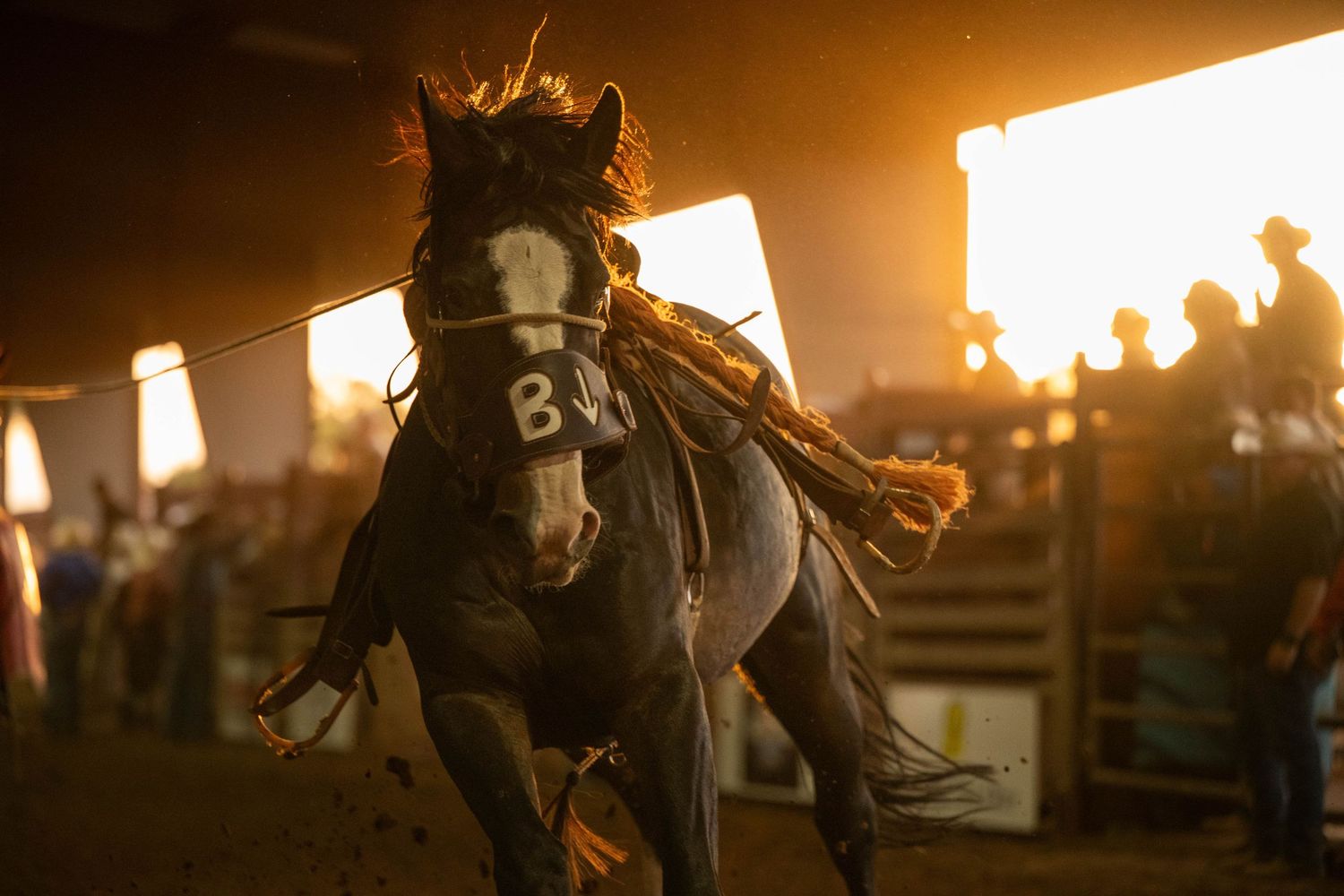 Dark brown rodeo bronc horse with flowing mane shown in dramatic lighting against black background.