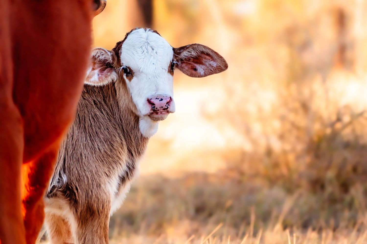 Close up portrait of adorable white and brown baby calf with pink nose in warm sunlight.