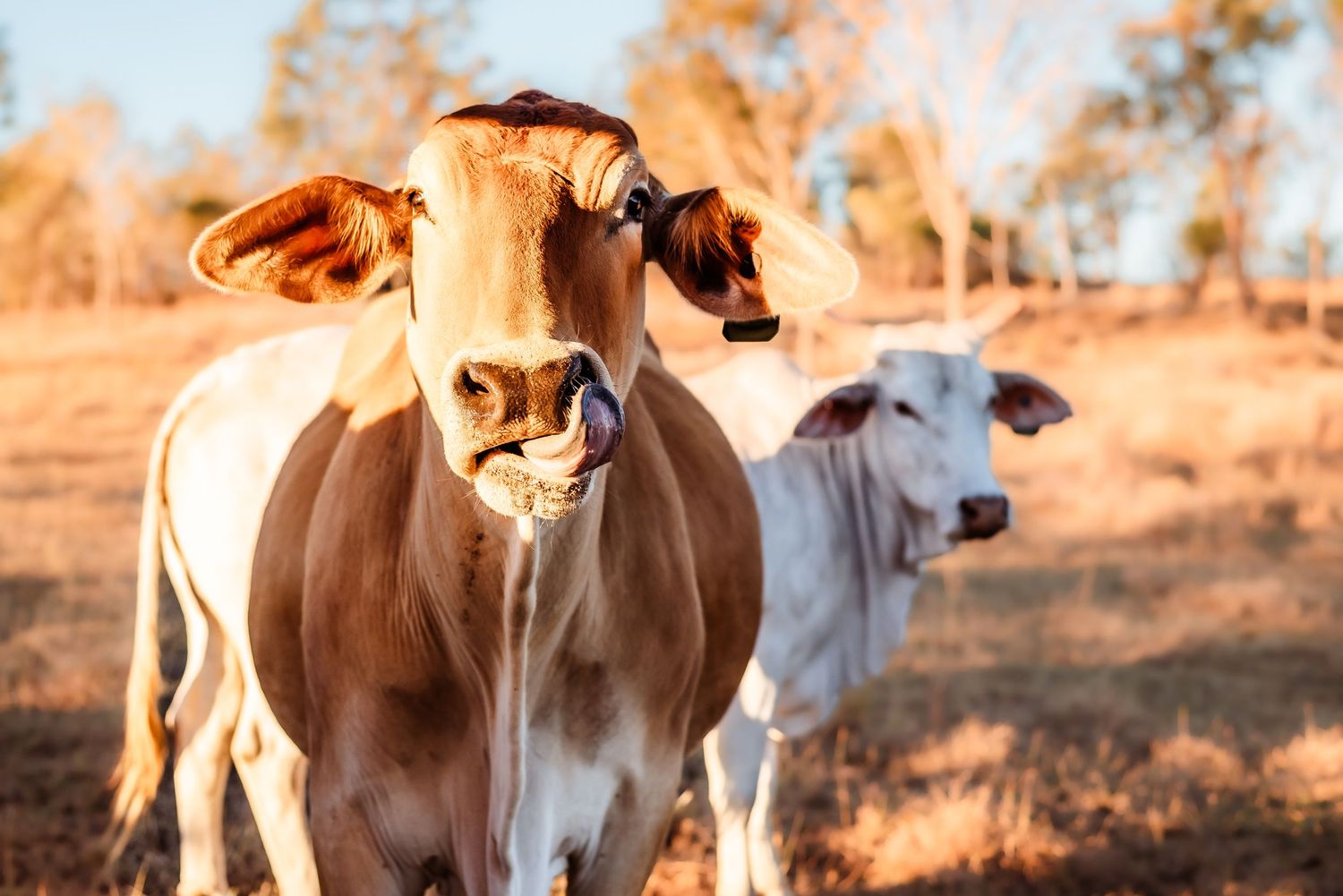 Brown and white cows stand in a sunlit rural pasture during golden hour.