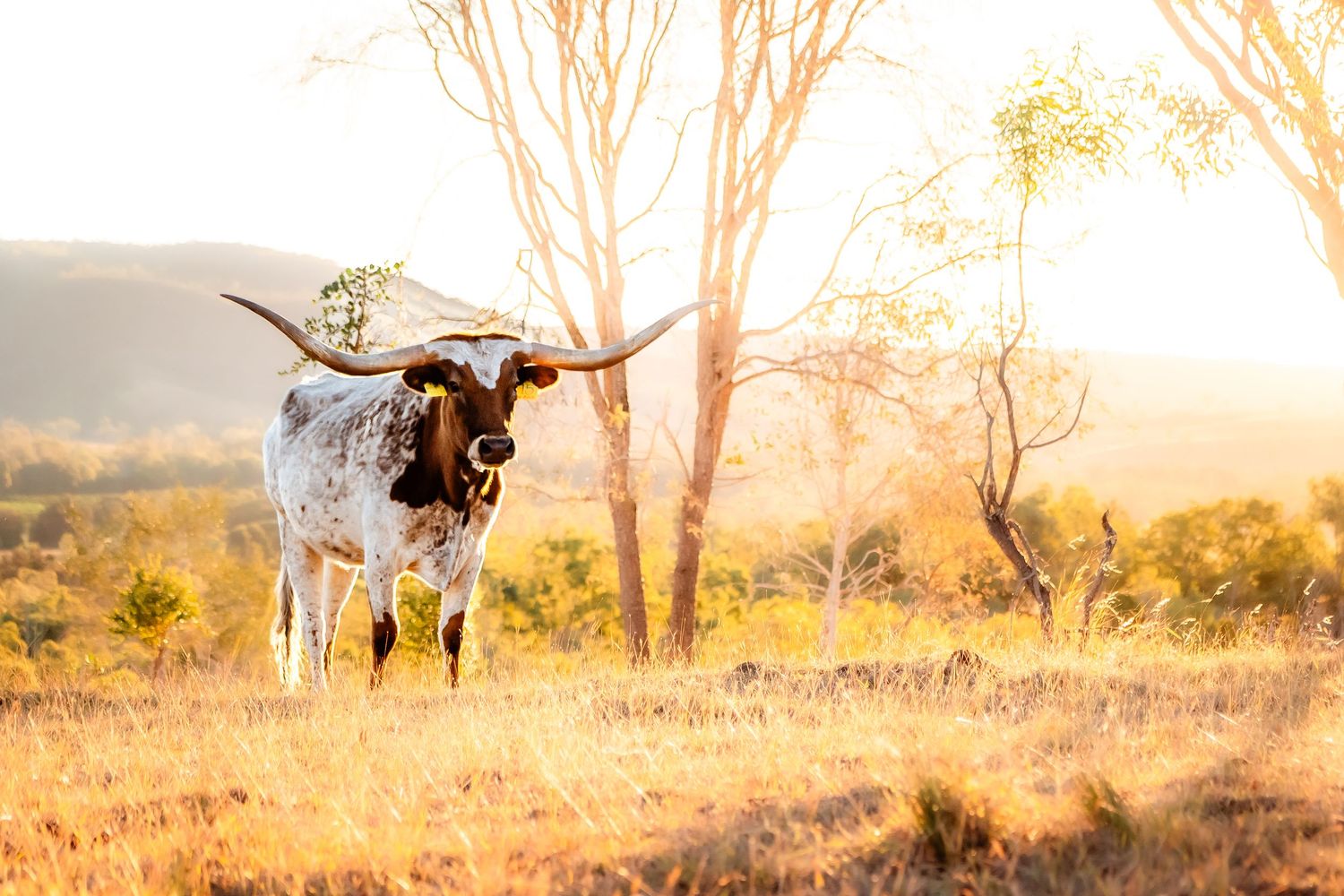 Longhorn cattle graze in a misty Australian landscape at sunrise.