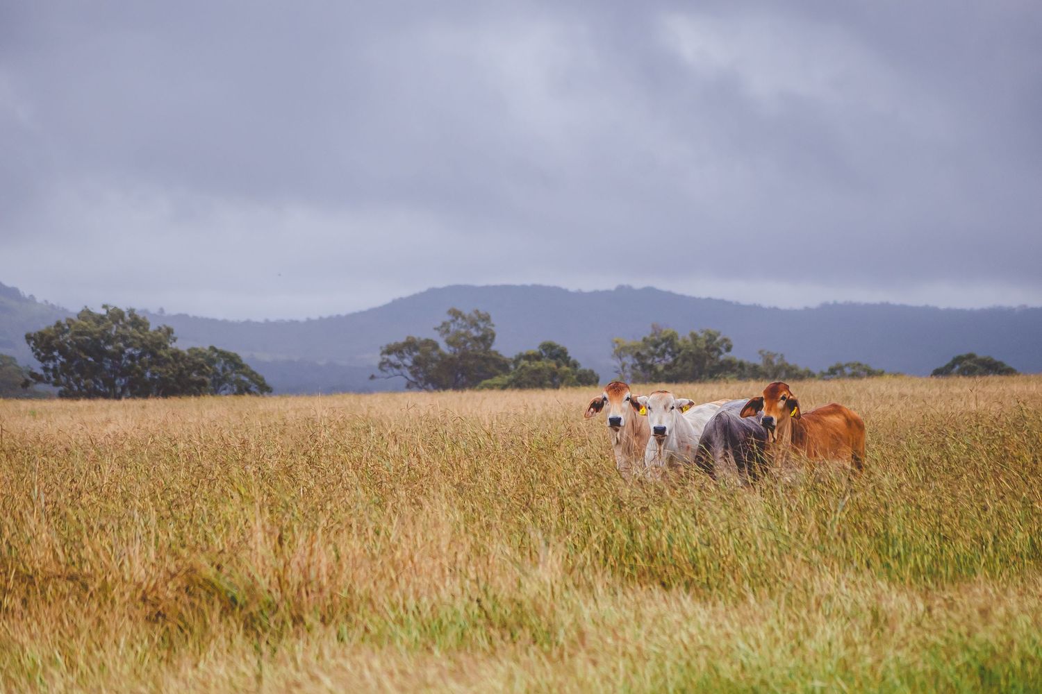 Herd of cattle grazing in tall grass with mountains in the background.