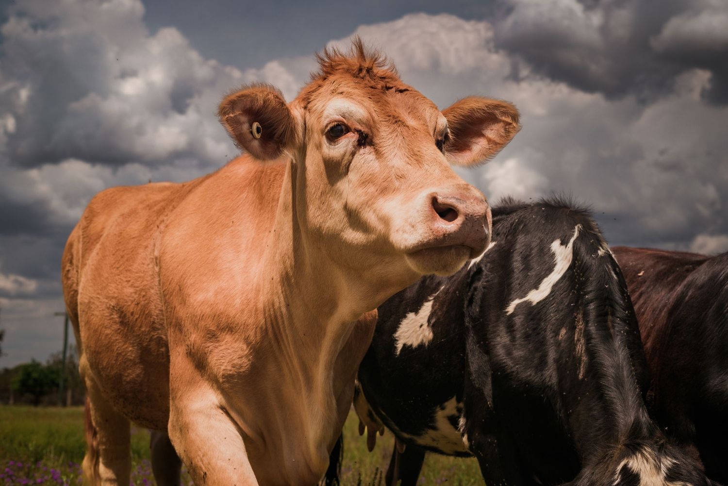 Close-up of a curious brown cow nuzzling with a black and white cow in a pasture.