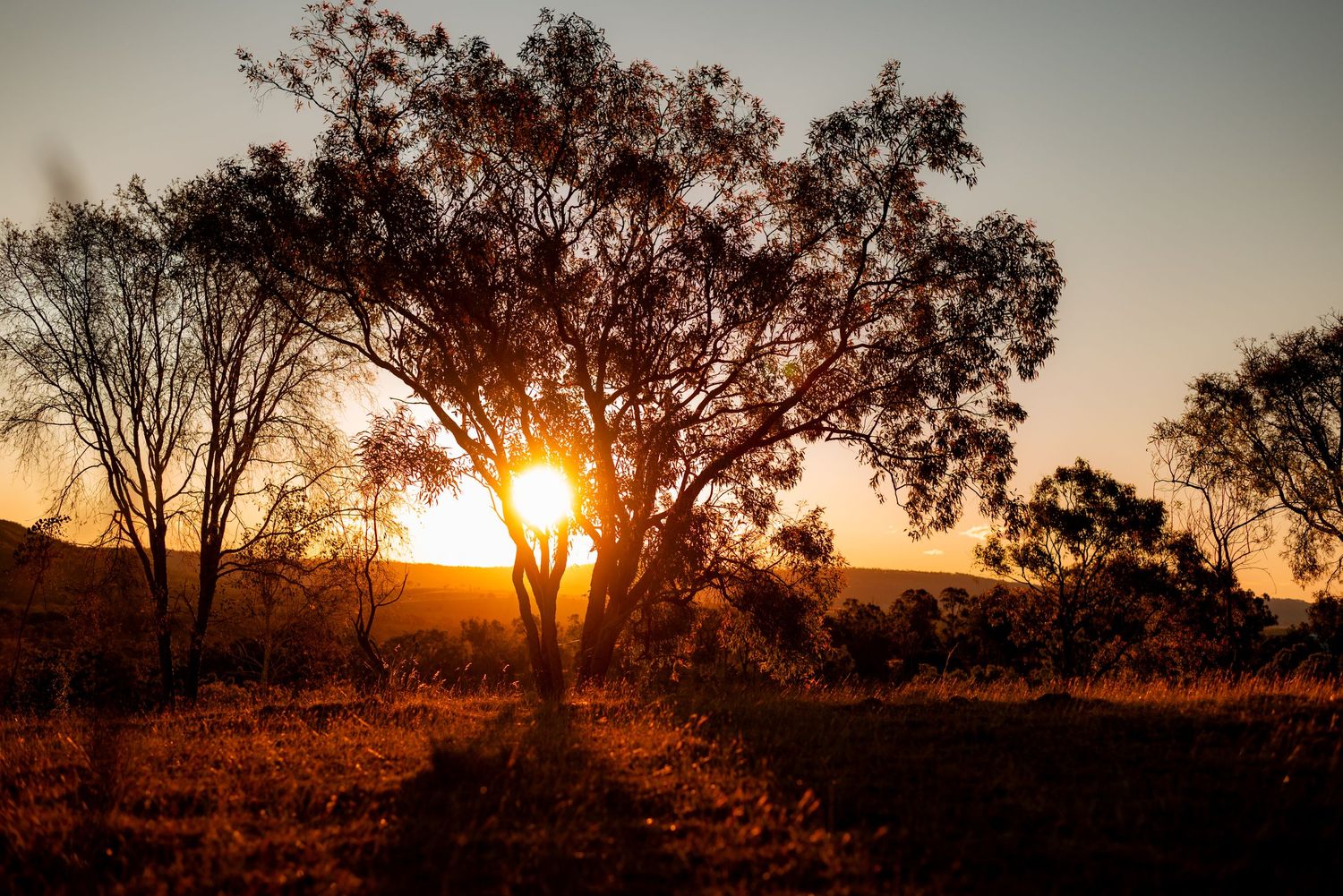 Sun bursts through branches of large eucalyptus tree at sunset.