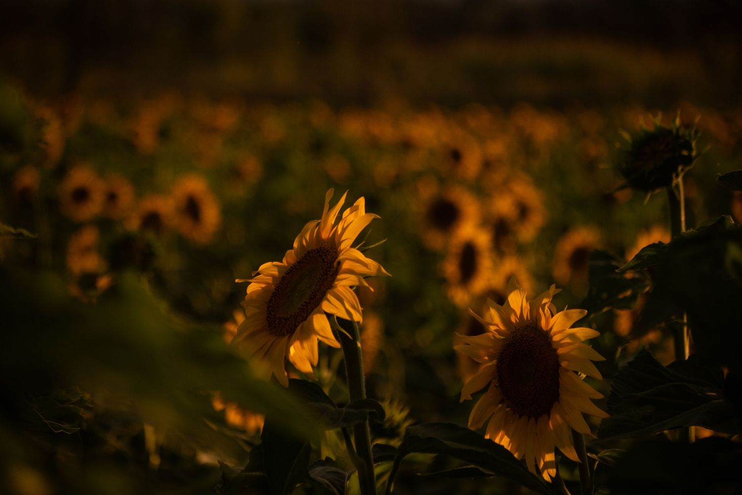Sunflowers glow in warm evening light against dark background.