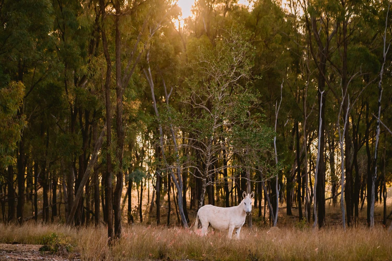 White cattle graze in eucalyptus forest during golden hour.