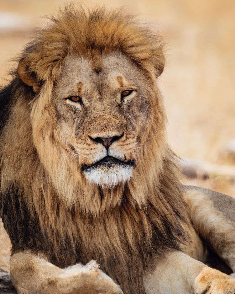 Male Lion in Hwange National Park Zimbabwe. Taken by Nick Wigmore on safari with Photo Safari Company.