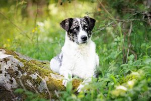 Aude Hélart Aude Hélart Photographie
Photographe de portrait animalier, canin 
Photo de chien
Arles Cavaillon Nîmes