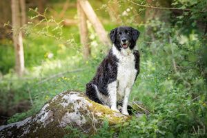 Aude Hélart Aude Hélart Photographie
Photographe de portrait animalier, canin 
Photo de chien
Arles Cavaillon Nîmes