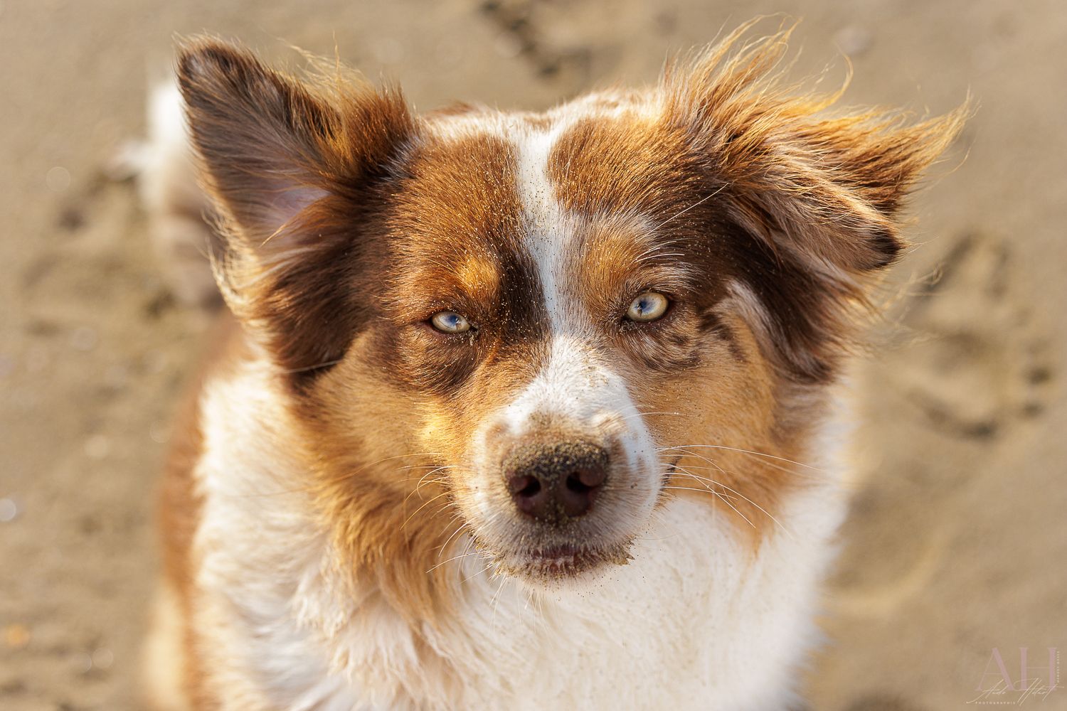 Aude Hélart Aude Hélart Photographie
Photographe de portrait animalier, canin 
Photo de chien
Arles Cavaillon Nîmes