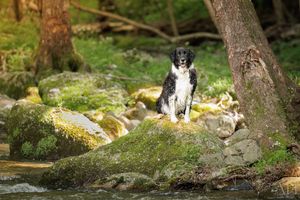 Aude Hélart Aude Hélart Photographie
Photographe de portrait animalier, canin 
Photo de chien
Arles Cavaillon Nîmes