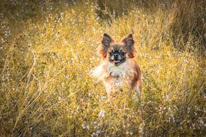 Aude Hélart Aude Hélart Photographie
Photographe de portrait animalier, canin 
Photo de chien
Arles Cavaillon Nîmes