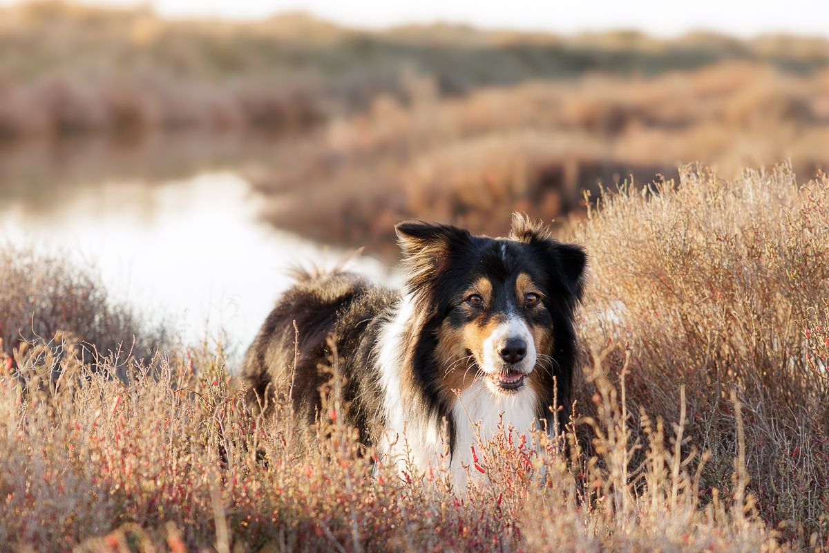 Aude Hélart Photographie - photographe de portrait canin