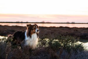 Aude Hélart Photographie - photographe de portrait canin
