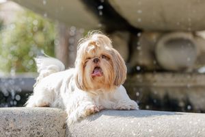 Aude Hélart Aude Hélart Photographie
Photographe de portrait animalier, canin 
Photo de chien
Arles Cavaillon Nîmes
