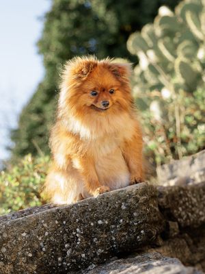 Aude Hélart Aude Hélart Photographie
Photographe de portrait animalier, canin 
Photo de chien
Arles Cavaillon Nîmes