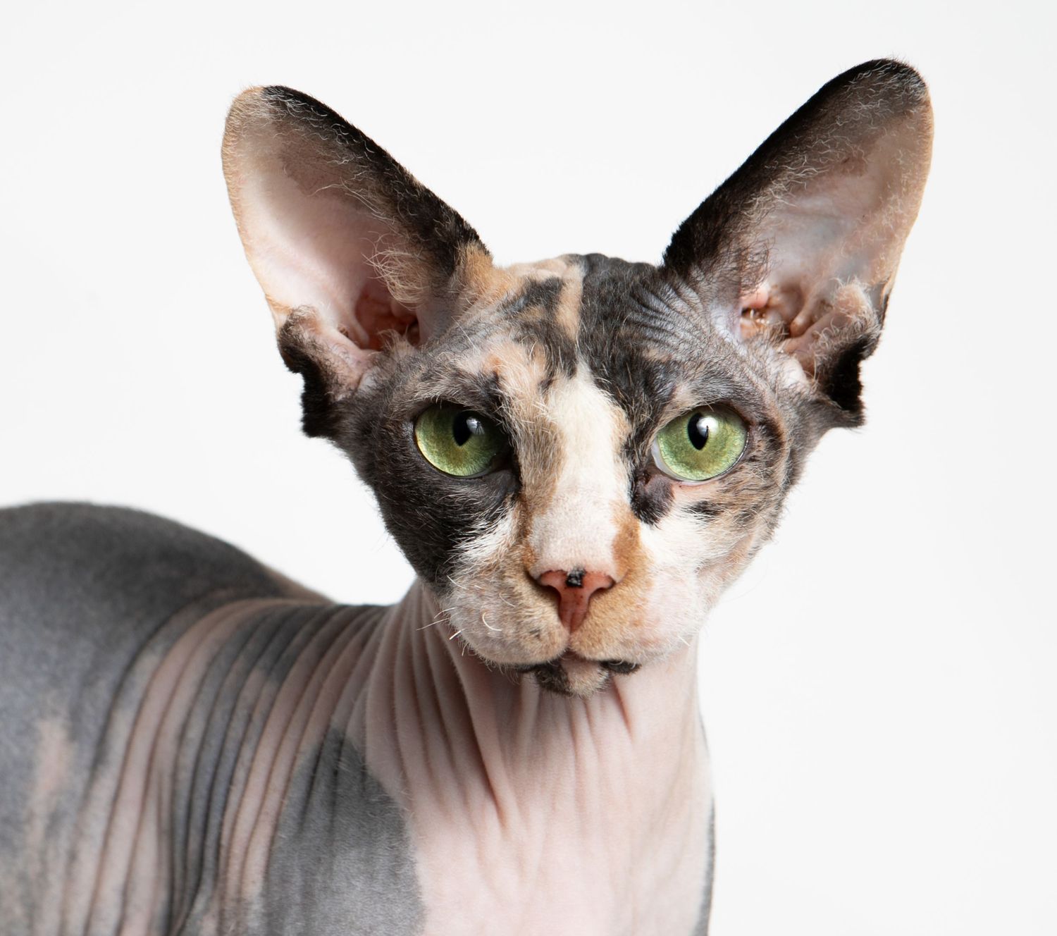 Close-up portrait of a hairless Sphynx cat with striking green eyes and large pointed ears.