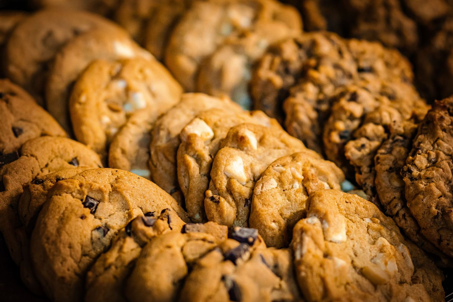 Close-up of freshly baked chocolate chip cookies lined up in rows.