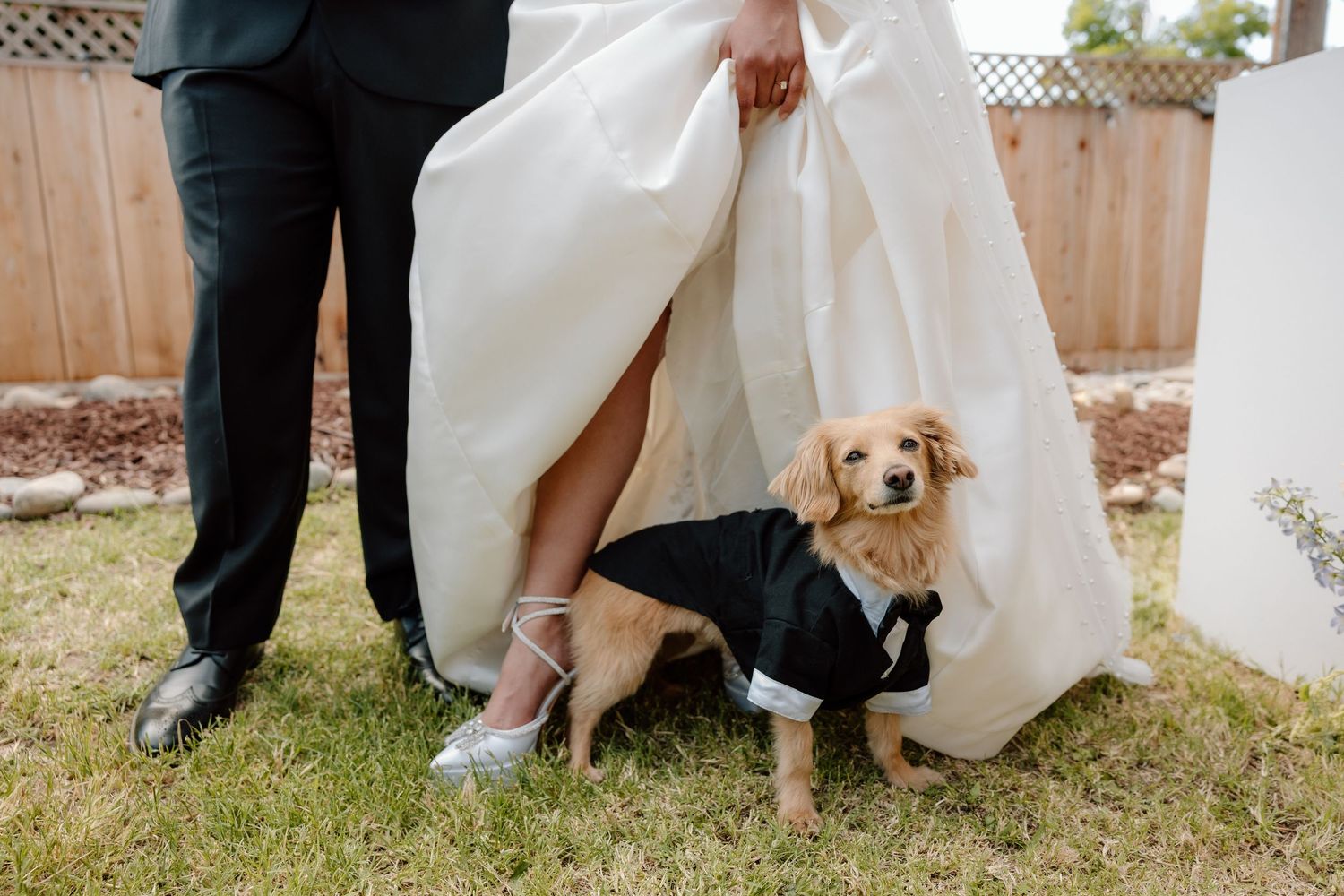 Wedding party poses casually outdoors with a friendly golden retriever joining in the photos.