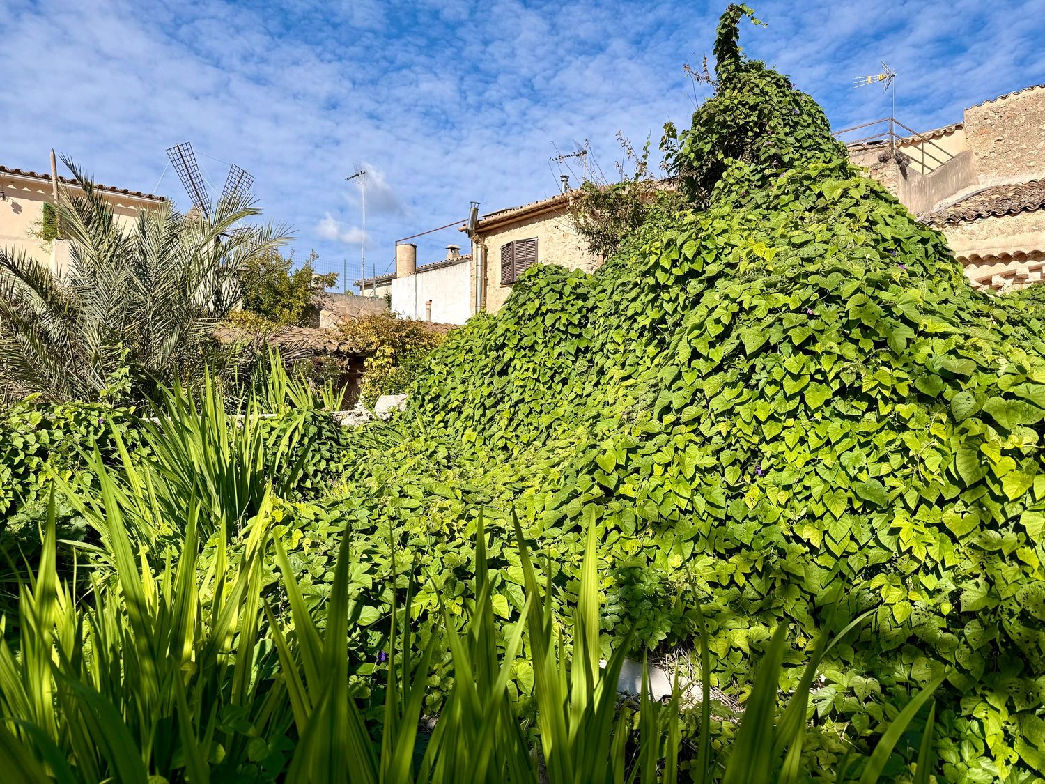 Lush green ivy-covered stone buildings with palm trees under a blue sky in a Mediterranean village garden.