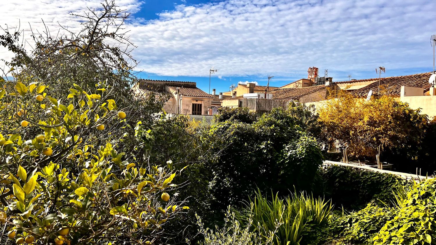 Lush green trees and shrubs frame a Mediterranean village rooftop view with blue sky and sea in the background.