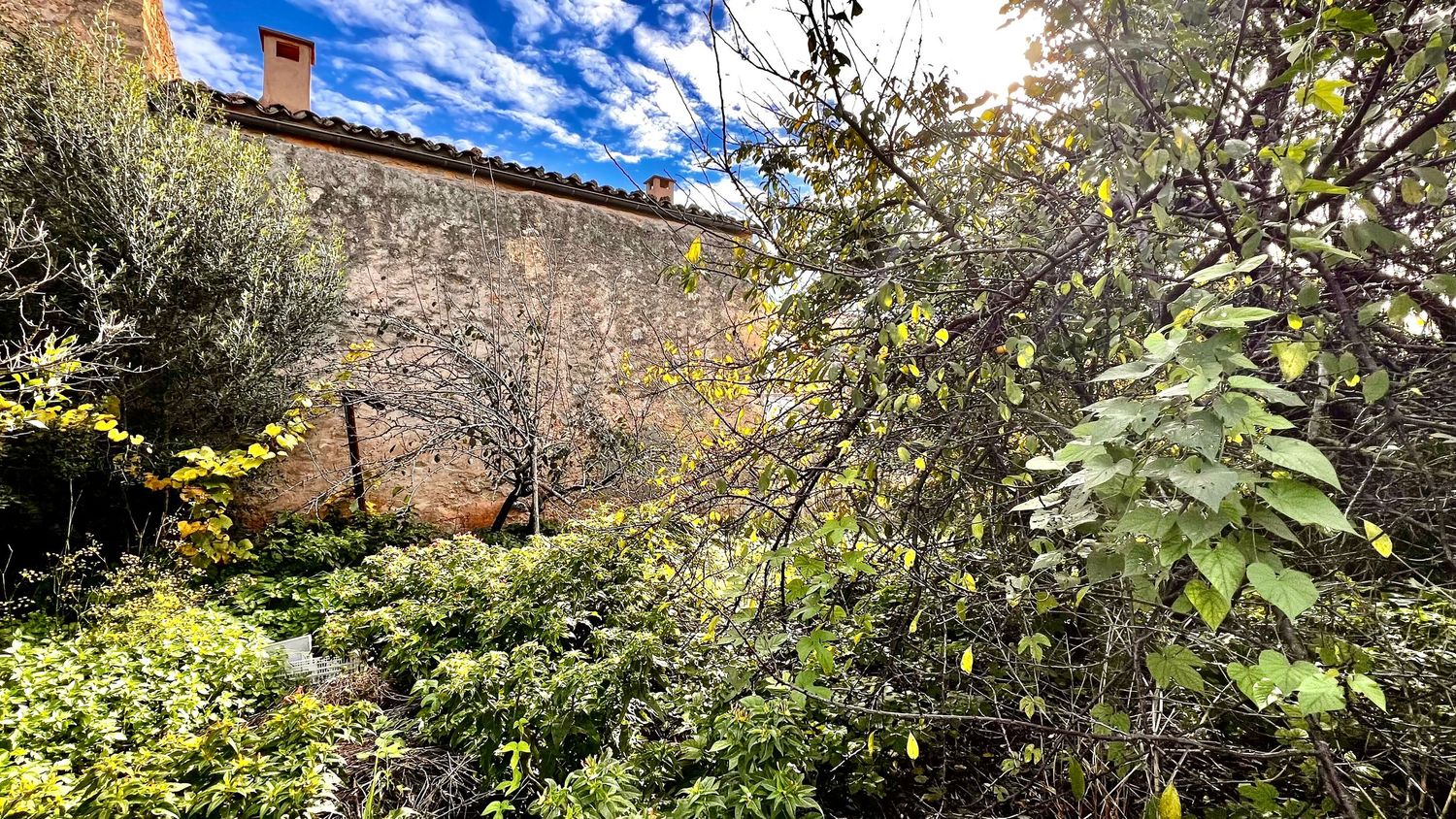 Overgrown garden with lush green shrubs beside a rustic stone wall under a blue sky with clouds.