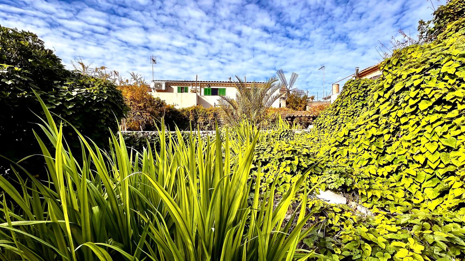 Lush green garden with ivy-covered walls, tropical plants, and a blue sky with clouds in the background.